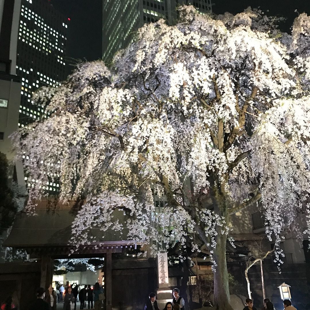 Programming achievement highlight